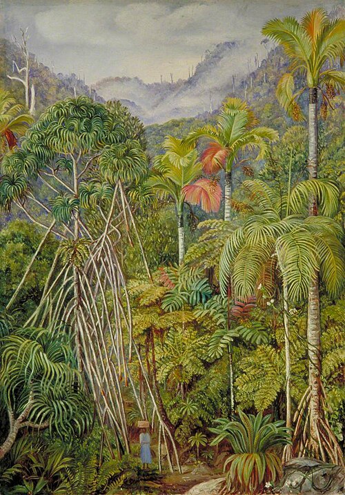 Screw-Pines, Palms and Ferns from the Path near Venn's Town, Mahé, 1883, Marianne North