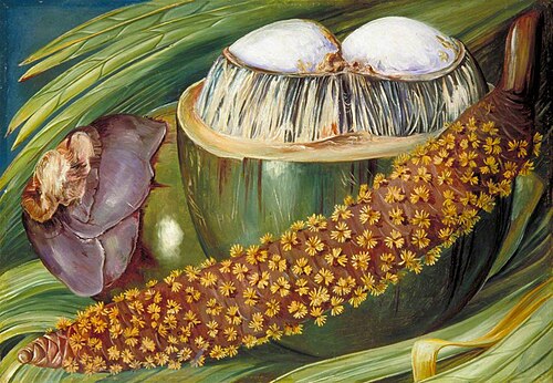 Male Inflorescence and Ripe Nuts of the Coco de Mer, Seychelles, 1883, Marianne North