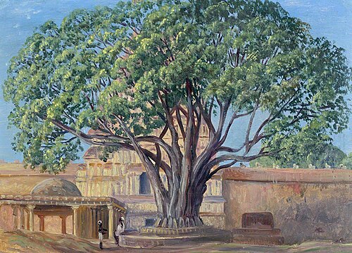 Peepul Tree, Srirangam, Tamil Nadu, India, 1878, Marianne North