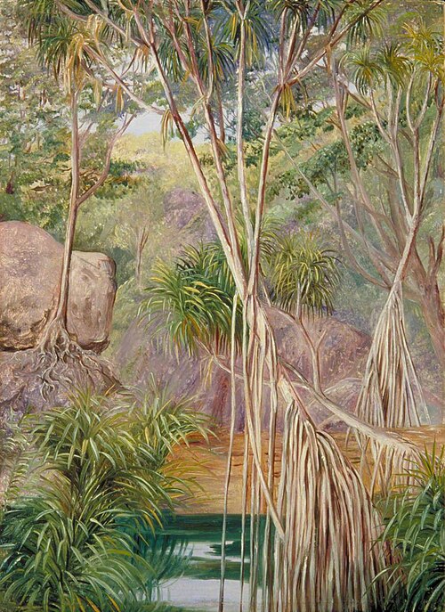 Screw-Pines in Praslin, Seychelles, 1883, Marianne North