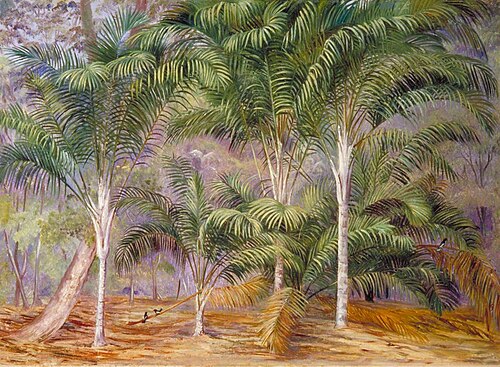 A Group of Palms in Mahé, Seychelles, 1883, Marianne North
