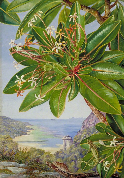 Flowers of a Bush and Pitcher Plant, Mahé, 1883, Marianne North