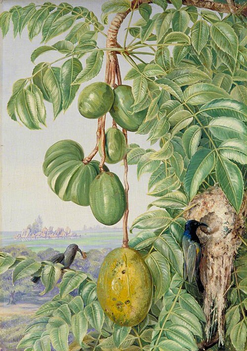 Fruit de Cythere and Sugar Birds and Nest, Seychelles, 1883, Marianne North