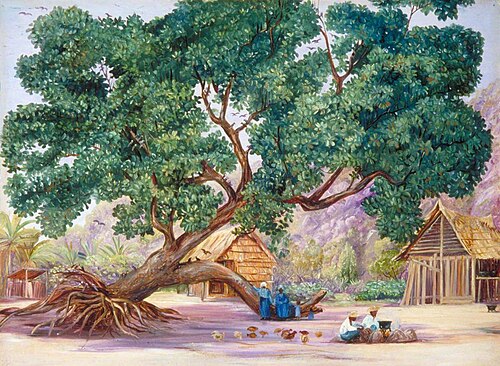 The Only Shade in Ile Aride, Seychelles, 1883, Marianne North