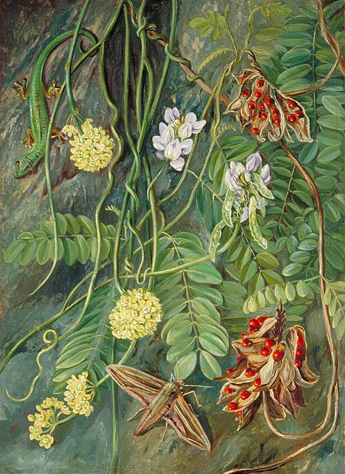 Two Trailing-Plants with a Lizard and a Moth from Ile Aride, Seychelles, 1883, Marianne North