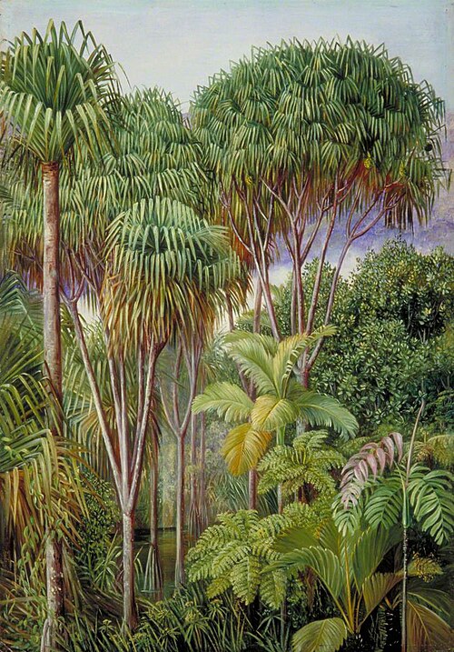 Screw-Pines, Palms, Tree-Ferns and Cinnamon Trees on the Hills of Mahé, 1883, Marianne North
