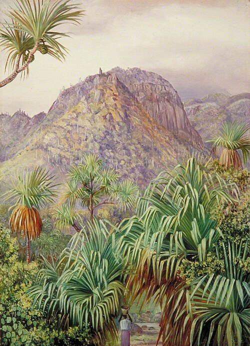 Screw-Pines on the Hills of Mahé, Seychelles, 1883, Marianne North