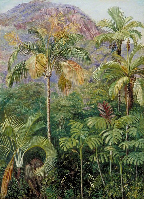 Palms in Mahé, Seychelles, 1883, Marianne North