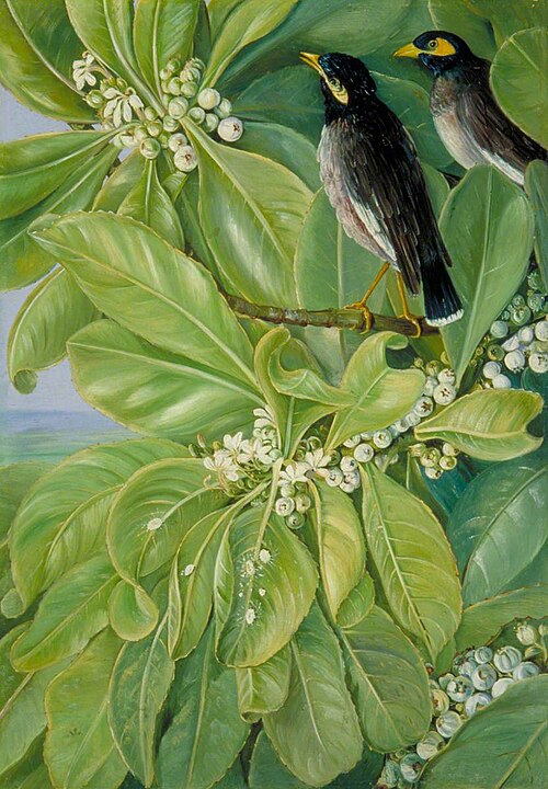 Veloutier Blanc and Pair of Martins, Seychelles, 1883, Marianne North