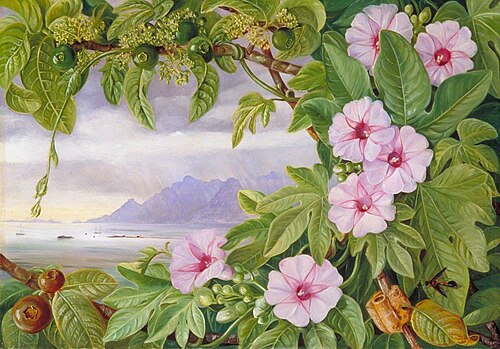 Ipomoea and Vavangue with Mahé Harbour in the Distance, 1883, Marianne North
