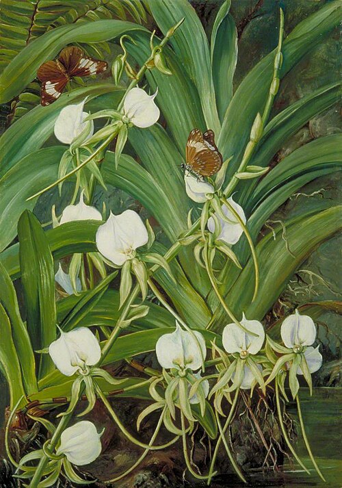 A Native Orchid and Butterflies, Mahé, Seychelles, 1883, Marianne North