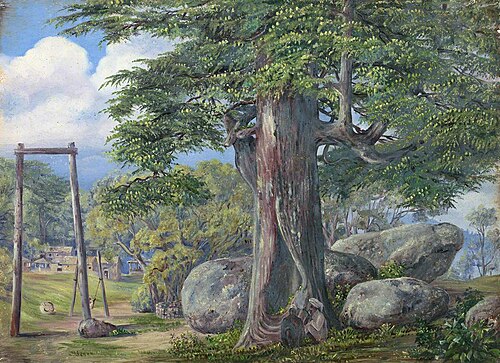 Cedrus deodara, Kumaon, Uttar Pradesh, India, 1878, Marianne North