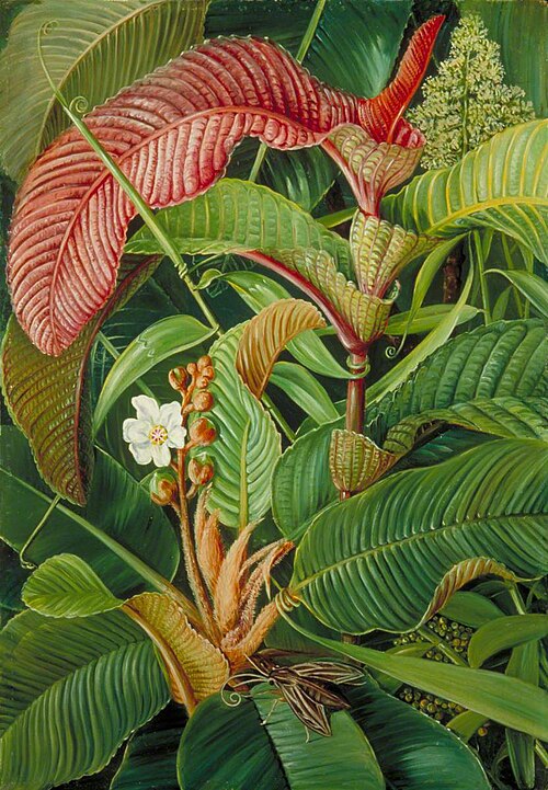 Wormia and Flagellaria in the Seychelles, 1883, Marianne North
