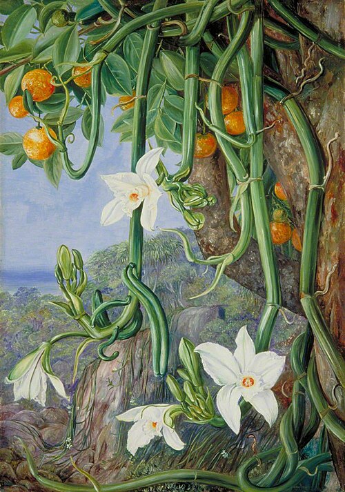 Native Vanilla Hanging from the Wild Orange, Praslin, Seychelles, 1883, Marianne North