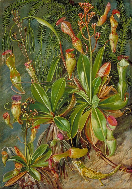 The Seychelles Pitcher Plant in Blossom and Chamaeleon, 1883, Marianne North