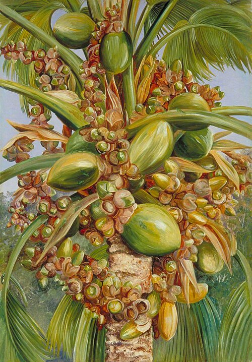 Female Coco de Mer Bearing Fruit Covered with Small Green Lizards, 1883, Marianne North
