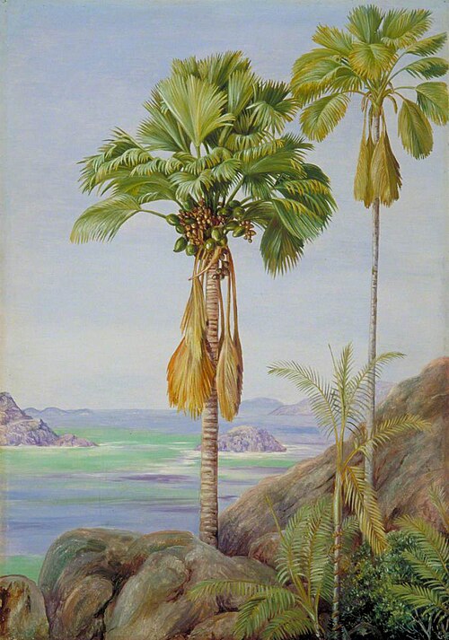 Male and Female Trees of the Coco de Mer in Praslin, 1883, Marianne North