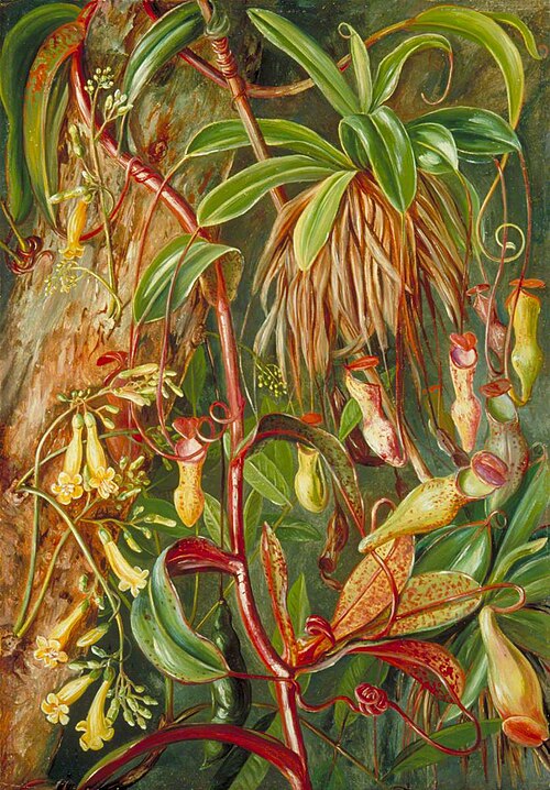 Seychelles Pitcher Plant and Bilimb Marron, 1883, Marianne North