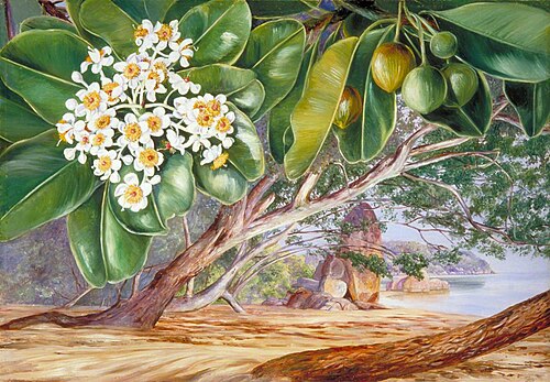 Foliage, Flowers and Fruit of the Tatamaka, Praslin, 1883, Marianne North