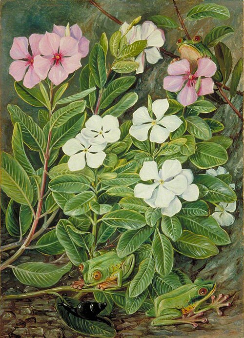 Saponaire or Periwinkle and Green Frogs in Mahé, 1883, Marianne North