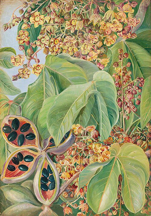 Sterculia of Mexico, , Marianne North