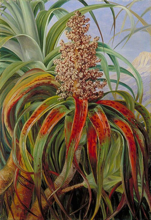 A New Zealand Dracophyllum, , Marianne North