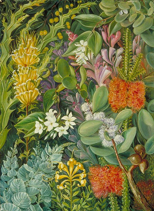 A Selection of West Australian Flowers, , Marianne North