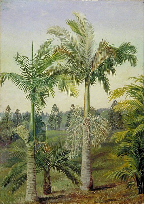 Brisbane Botanic Gardens, , Marianne North
