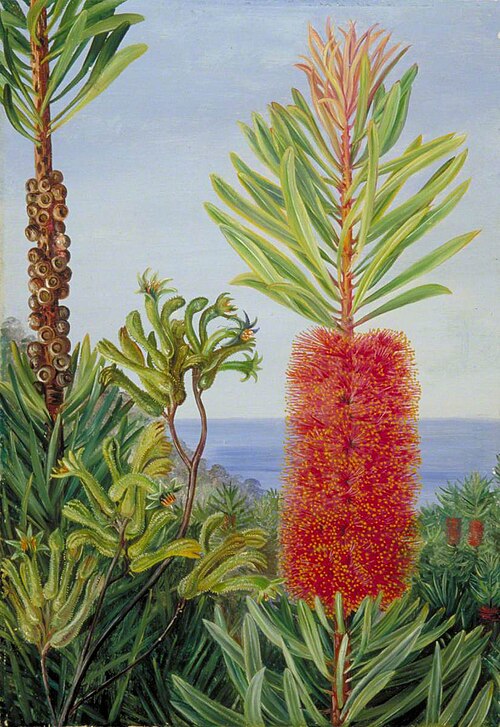Flowers of a West Australian Shrub and Kangaroo Feet, , Marianne North