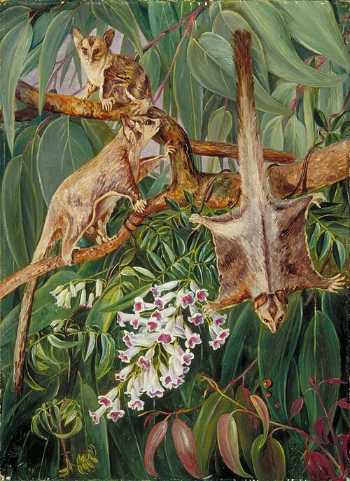 Foliage of a Gum Tree and Flowers of Tecoma with Flying Opossums, , Marianne North