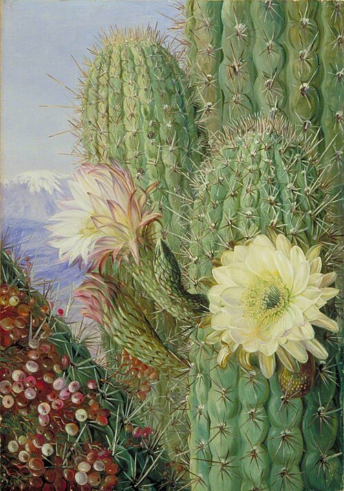 A Chilean Cactus in Flower and Its Leafless Parasite in Fruit, , Marianne North