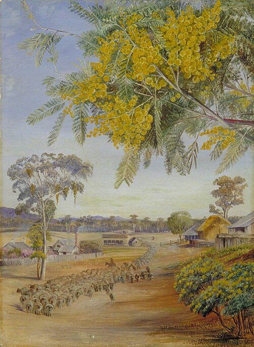 Flowers and Foliage of the Silver Wattle, Queensland, , Marianne North