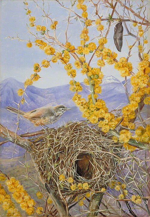 Armed Bird's Nest in Acacia Bush, Chile, , Marianne North