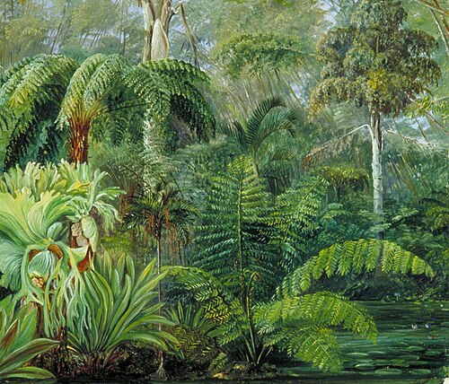 Palms and Ferns, a Scene in the Botanic Garden, Queensland, , Marianne North