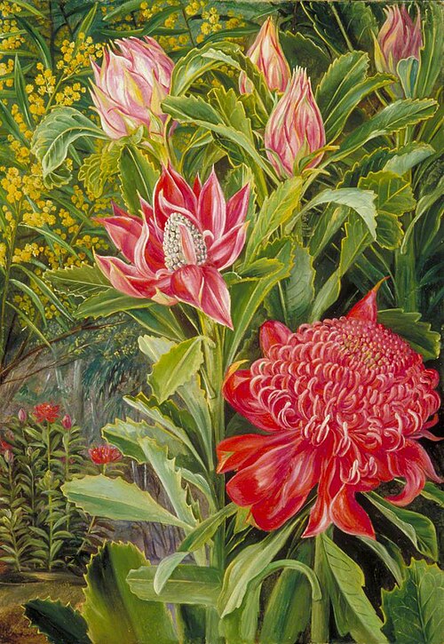 Flowers of the Waratah, of New South Wales, , Marianne North