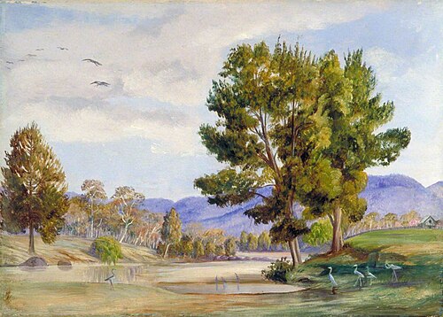 She Oak Trees on the Bendamere River, Queensland, and Companion Birds, , Marianne North