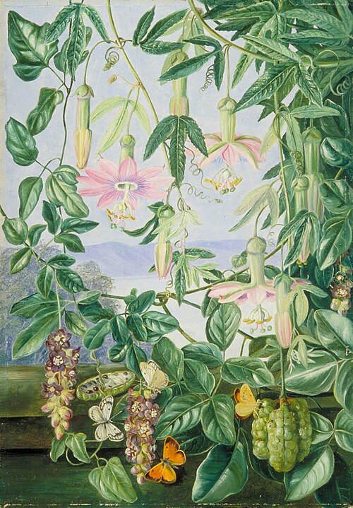 Two Climbing Plants of Chili and Butterflies, , Marianne North