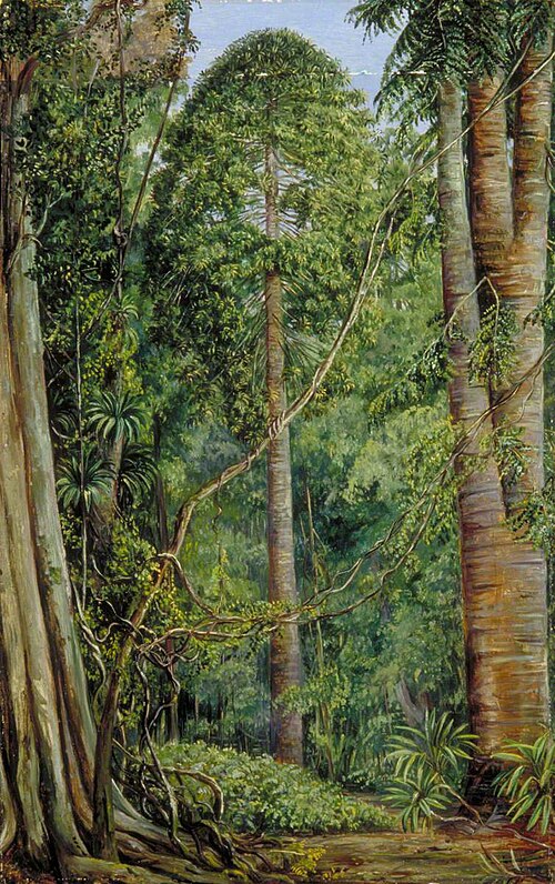 Study of the Bunya-Bunya, , Marianne North