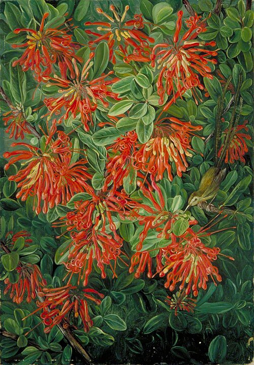 Burning Bush and Emu Wren of Chili, , Marianne North