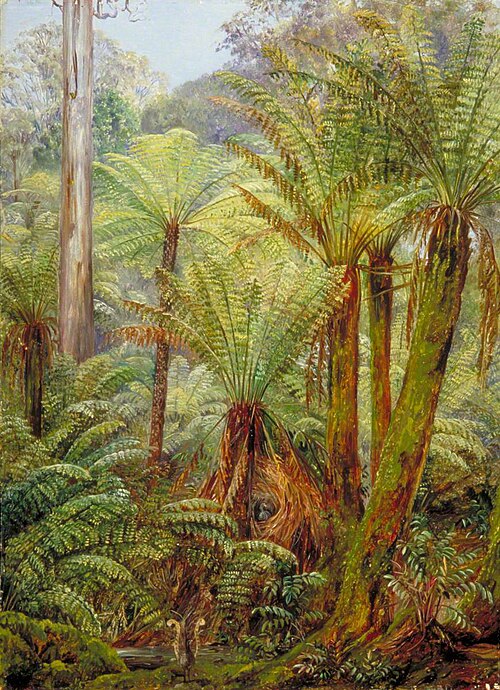 Tree Ferns in Victoria with a Nest of the Lyre Bird, , Marianne North