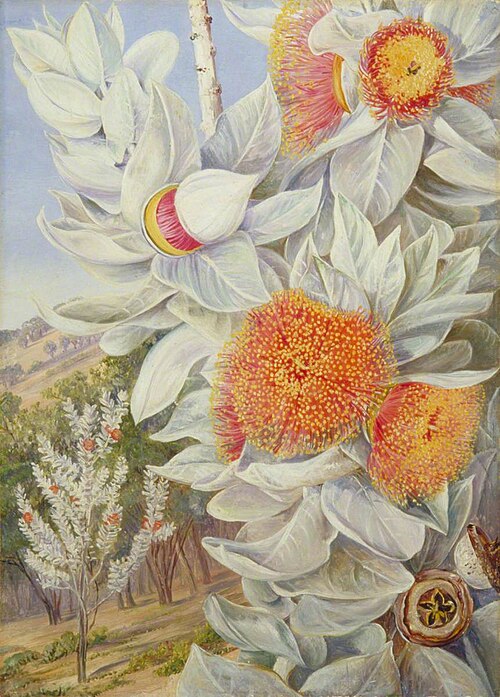 Foliage, Flowers and Seed-Vessels of a Rare West Australian Shrub, , Marianne North