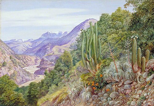 The Baths of Cauquenas in the Cordilleras, South of Santiago, Chili, , Marianne North