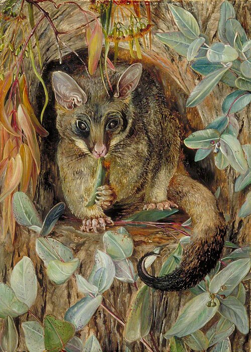Possum up a Gum Tree, , Marianne North