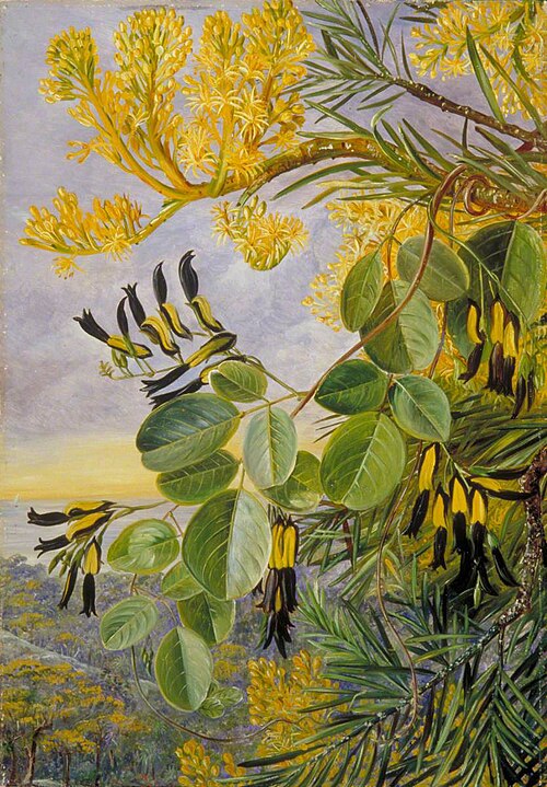Flowers of the Flame-Tree and Yellow and Black Twiner, West Australia, , Marianne North