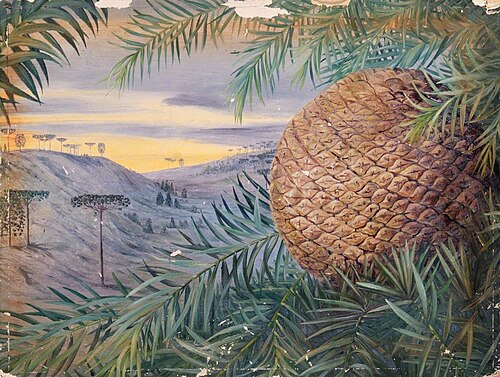 Cone of Araucaria brasiliana, Brazil, , Marianne North