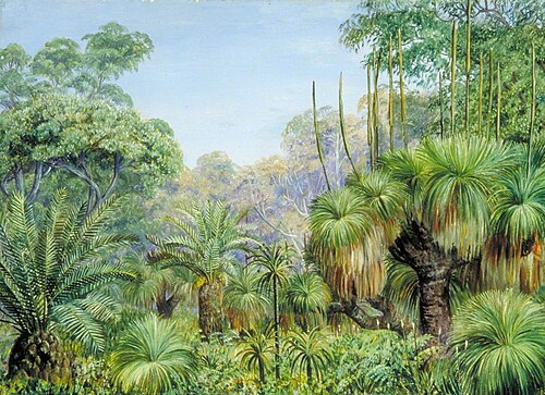 Forest Scene in West Australia, , Marianne North