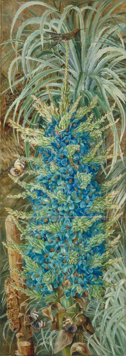 Inflorescence of the Blue Puya and Moths, Chili, , Marianne North
