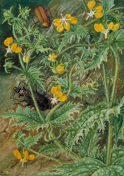 A Chilean Stinging Nettle and Male and Female Beetles, , Marianne North