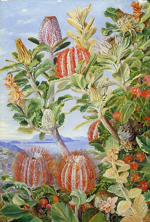 West Australian Vegetation, , Marianne North