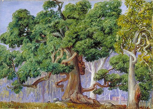 An Old Currajong Tree, New South Wales, , Marianne North